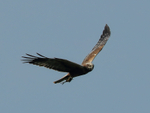 Marsh Harrier portfolio
