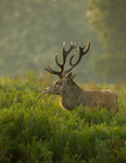 Red Deer
