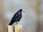 Rook - Corvus frugilegus