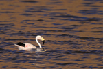 Andean Flamingo swimming, Machuca, Chile