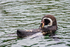 Humboldt Penguin - DSC_3628