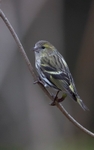 Female siskin 10