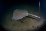Raja clavata