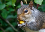 Grey Squirrel portfolio