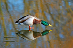 Mallard