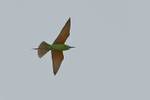 Blue-cheeked Bee-Eater