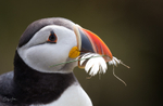 Puffen Cute 25