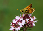 Silver Spotted Skipper