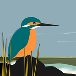 Kingfisher