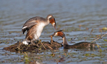 Great Crested Grebe - Podiceps cristatu