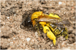 Andrena bicolor (f)