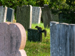 Grey Squirrel
