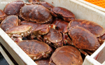 HCF007: Brown Crabs