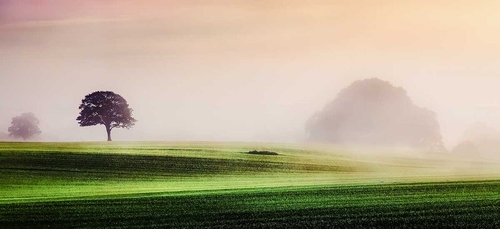 Dawn mist Marlfield Clonmel