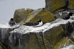 Fife_Razor Bills 0010