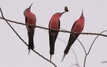 Rosy bee-eaters