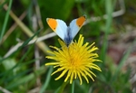 Orange Tip