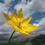Wild Tulips (Tulipa australis  also T. sylvestris ssp australis) growing above  the Piano Grande