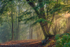 Autumn In Pookchurch Wood