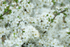 12th April Blackthorn Blossom