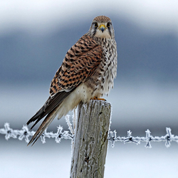 Kestrel Perches on Post