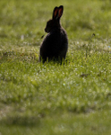 Mountain Hare, Isle of Mull ref mh7