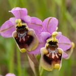 Sawfly Ophrys (Ophrys tenthredinifera). Illustrated is what is sometimes called ssp neglecta.