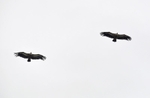 Griffon Vultures