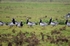 Barnacle Geese