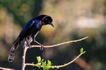 Boat-tailed Grackle portfolio