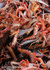 HTF001: Langoustine Catch