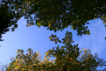 Westonbirt _WB013