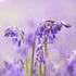 Enchantment