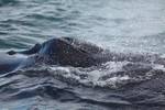 Humpbacks blowhole