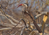 Redbilled Hornbill