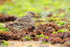 Purple Sandpiper amongst the seaweed near the Sandbanks chain ferry
