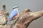 Nuthatch portfolio