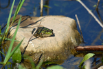 Marsh Frog