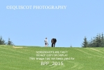 BPP_2015