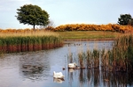Cygnets2008 3