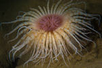 Pachycerianthus multiplicatus