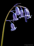 Bluebell (02)