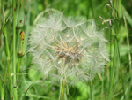 Dandelion