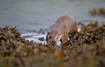 Otter - Lutra lutra