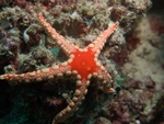 Starfish