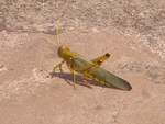061210 Cabadelo Grasshopper