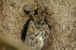 western screech owl megascops kennicottii-7780