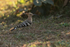 Eurasian Hoopoe, Bandhavgarh, Madhya Pradesh, India