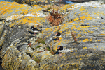 Oystercatchers