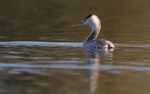 Grebe